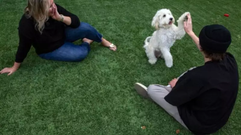 Grund therapy dog covid collaborative